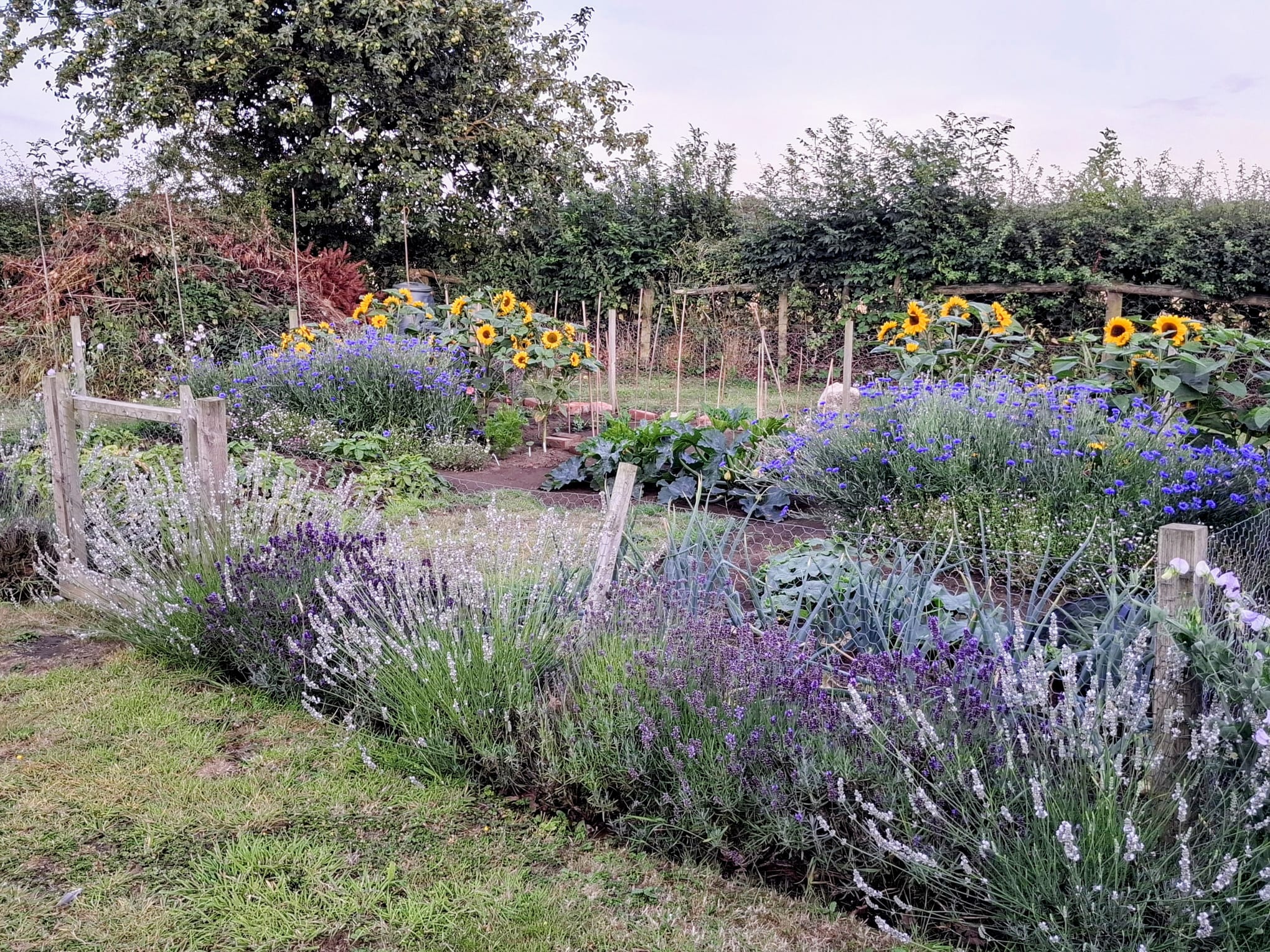 Adding colour to a veg patch